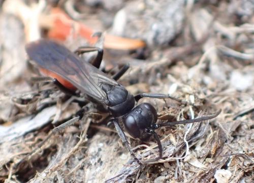 Réf. 266 884 : Pompilinae inconnu